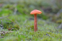 Schubbige Fopzwam (Laccaria proxima) 10-2016 2975